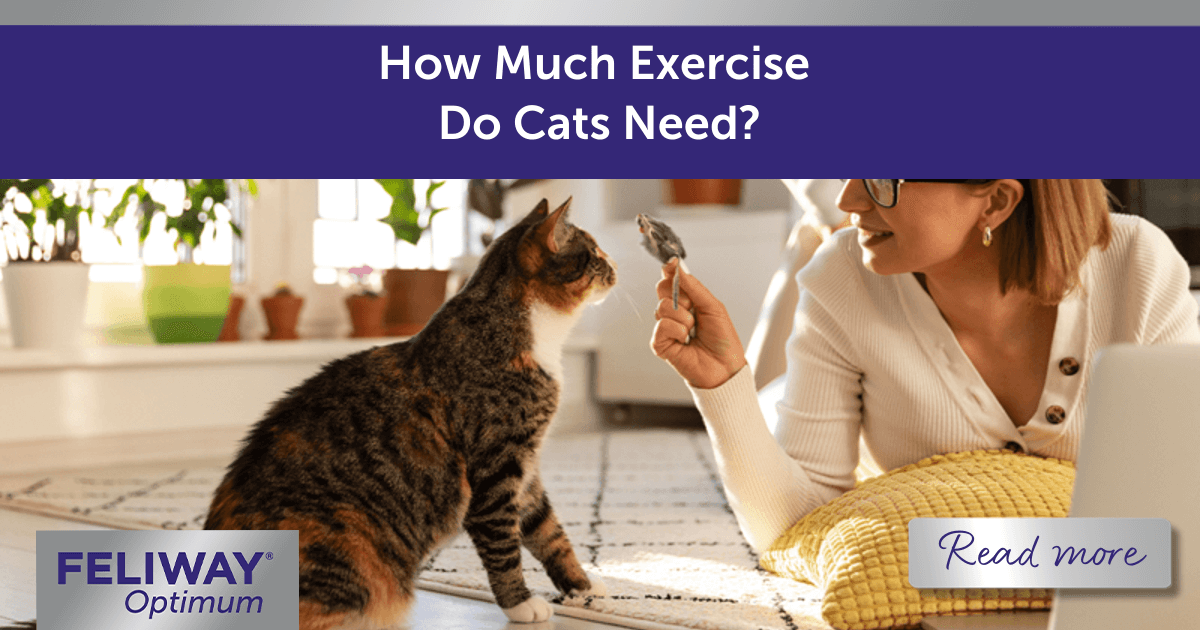 How Much Exercise Do Cats Need?